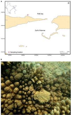 Bacterial Communities Associated With Healthy and Diseased (Skeletal Growth Anomaly) Reef Coral Acropora cytherea From Palk Bay, India